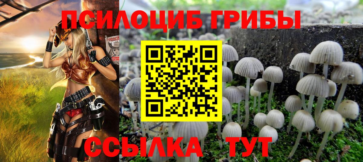 Псилоцибиновые грибы Psilocybe Старая Купавна